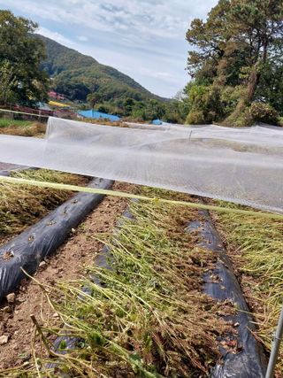 오영균 님의 들깨 · 자유게시판 작성글 사진