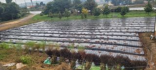 김정은님의 마늘 · 영농일지 작성글 사진