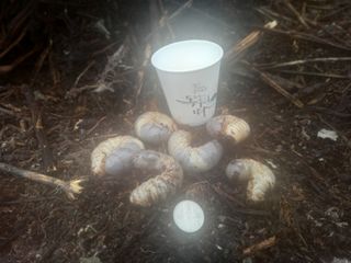 봉골농장님의 자유주제 · 자유게시판 작성글 사진