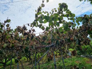 조애순님의 기타작물 · 병해충상담 작성글 사진