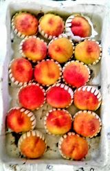 팜모닝 복숭아·병해충상담 게시글 이미지