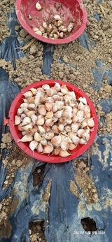 팜모닝 마늘·영농일지 게시글 이미지