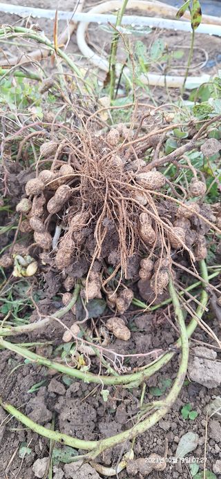 도시농부님의 마늘 · 영농일지 작성글 사진