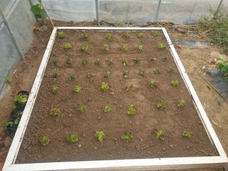 노경자님의 상추 · 영농일지 작성글 사진