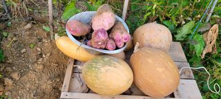 살구15128님의 토마토 · 영농일지 작성글 사진