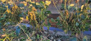 살구15128님의 요즘 뜨는 신품종은? 💬 · 참여글 작성글 사진