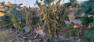 살구15128님의 요즘 뜨는 신품종은? 💬 · 참여글 작성글 사진