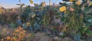 살구15128님의 요즘 뜨는 신품종은? 💬 · 참여글 작성글 사진