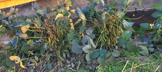 살구15128님의 요즘 뜨는 신품종은? 💬 · 참여글 작성글 사진