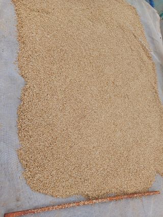 이철우님의 들깨 · 자유게시판 작성글 사진