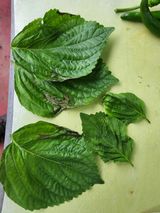 팜모닝 들깨·병해충상담 게시글 이미지