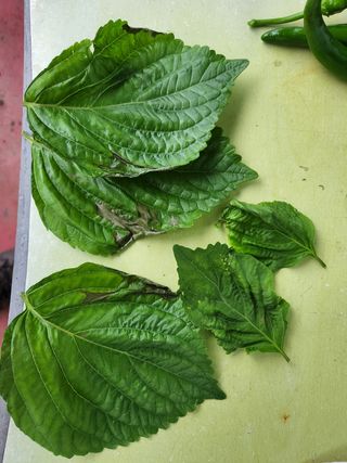 한재희님의 들깨 · 병해충상담 작성글 사진