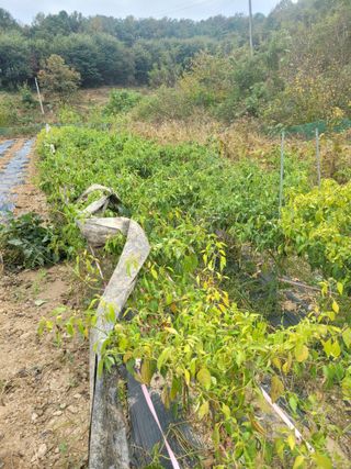 초보얌님의 자유주제 · 자유게시판 작성글 사진