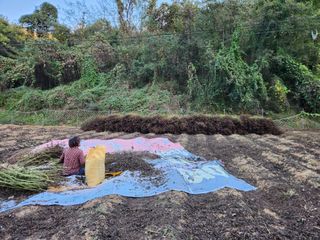 장재갑님의 들깨 · 영농일지 작성글 사진