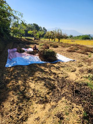 장재갑님의 들깨 · 영농일지 작성글 사진