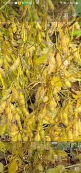 팜모닝 콩·영농일지 게시글 이미지