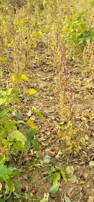 신승철님의 콩 · 영농일지 작성글 사진