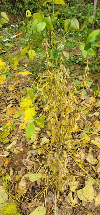 신승철님의 콩 · 영농일지 작성글 사진