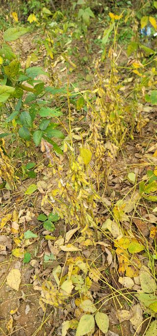 신승철님의 콩 · 영농일지 작성글 사진