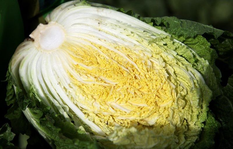 장터 상품 [강원도 고랭지 절임배추 특가 20Kg] 썸네일