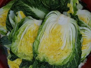 홍천산채농원 조원영님의 작성글 사진