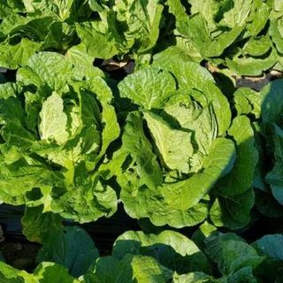 홍천산채농원 조원영님의 작성글 사진