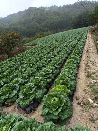 홍천산채농원 조원영님의 작성글 사진