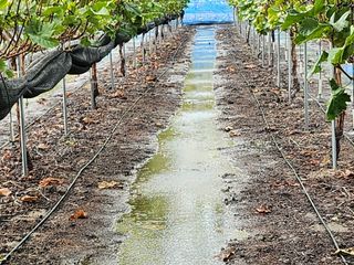 권오율님의 포도 · 영농일지 작성글 사진