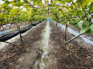 권오율님의 포도 · 영농일지 작성글 사진