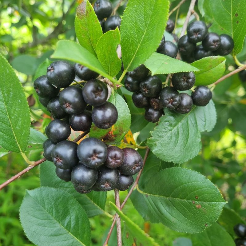 모두팜님의 장터 판매 상품 [동결건조 햇아로니아분말  500g] 첨부 사진