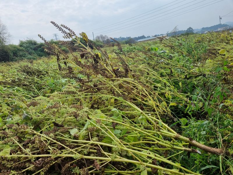 모두팜님의 장터 판매 상품 [동결건조 아로니아분말  100g] 첨부 사진