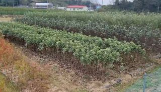 일심묘목농원님의 기타작물 · 자유게시판 작성글 사진