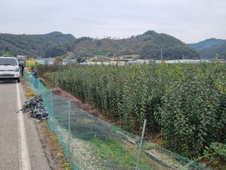 일심묘목농원님의 기타작물 · 자유게시판 작성글 사진