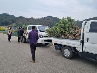 일심묘목농원님의 기타작물 · 자유게시판 작성글 사진