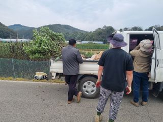 일심묘목농원님의 기타작물 · 자유게시판 작성글 사진