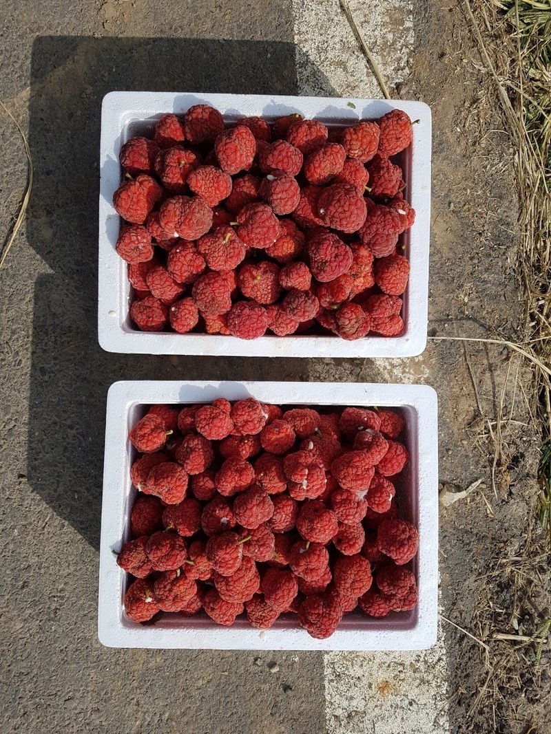 이형규님의 장터 판매 상품 [꾸지뽕주문판매 1박스(50포)] 첨부 사진