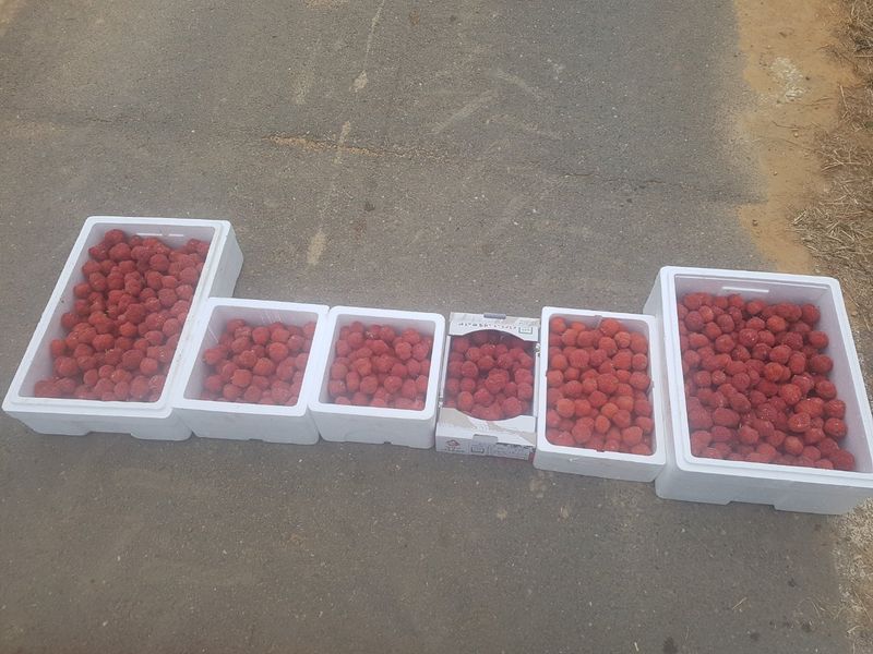 이형규님의 장터 판매 상품 [꾸지뽕주문판매 1박스(50포)] 첨부 사진