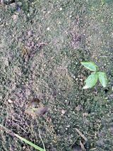 팜모닝 호박·자유게시판 게시글 이미지