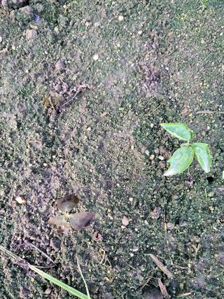 하늘인삼님의 호박 · 자유게시판 작성글 사진