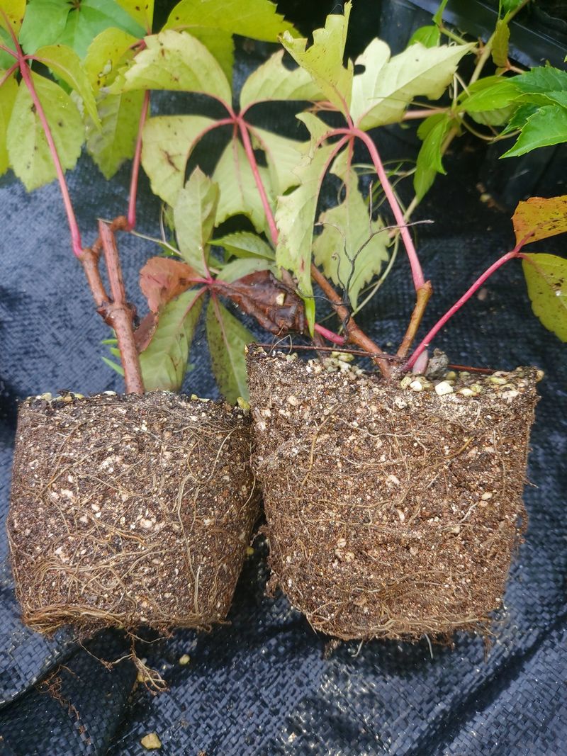 수국 은 나의희망님의 장터 판매 상품 [미국담쟁이 ] 첨부 사진