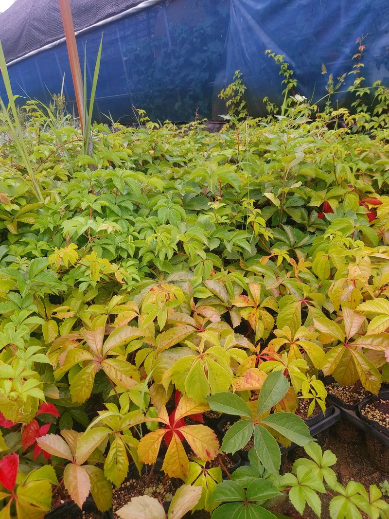 수국 은 나의희망님의 장터 판매 상품 [미국담쟁이 ] 첨부 사진