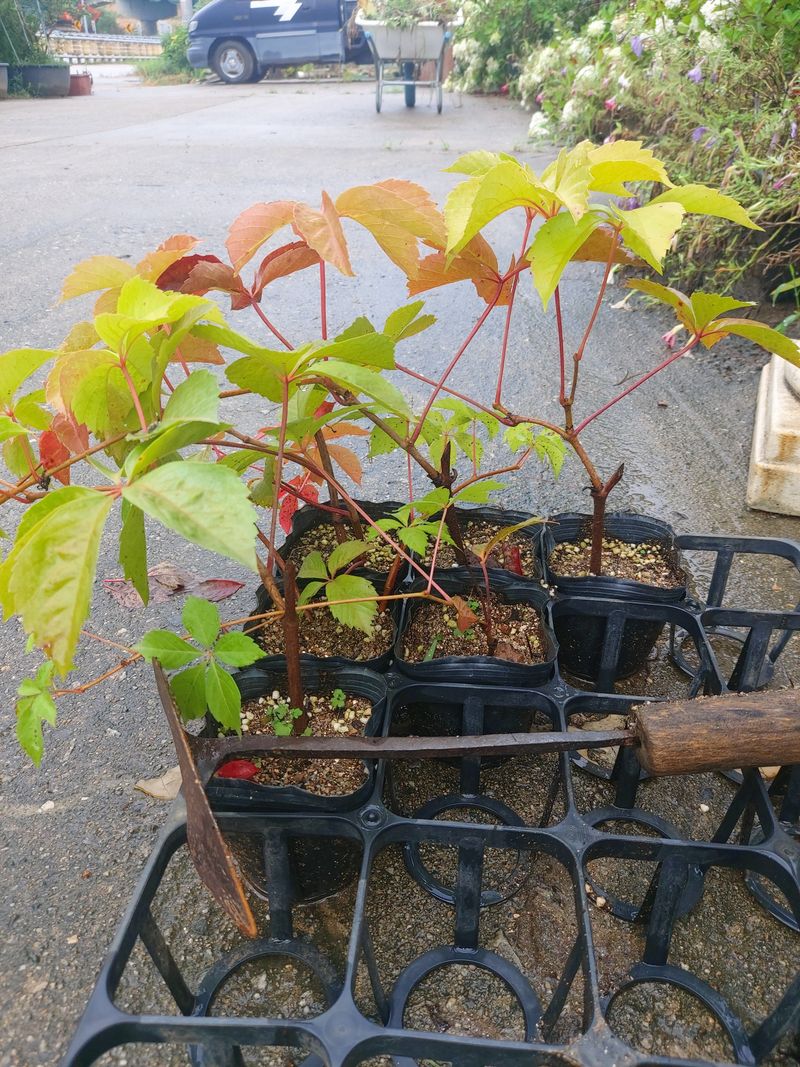 수국 은 나의희망님의 장터 판매 상품 [미국담쟁이 ] 첨부 사진