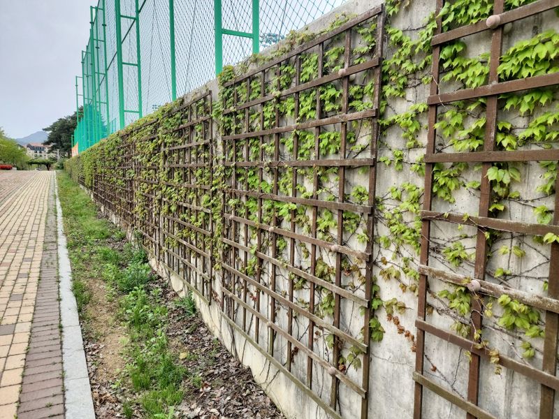 수국 은 나의희망님의 장터 판매 상품 [미국담쟁이 ] 첨부 사진