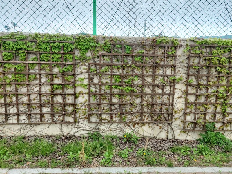 수국 은 나의희망님의 장터 판매 상품 [미국담쟁이 ] 첨부 사진