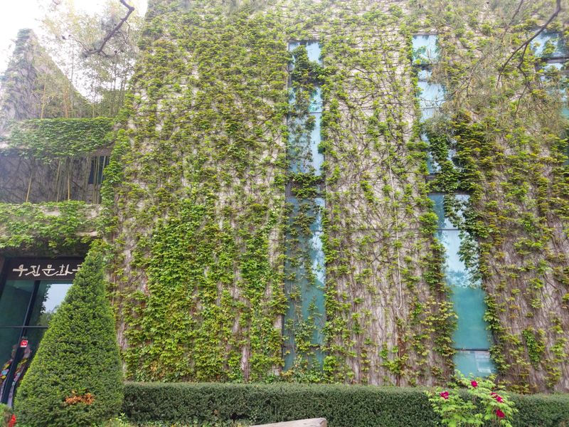 수국 은 나의희망님의 장터 판매 상품 [미국담쟁이 ] 첨부 사진