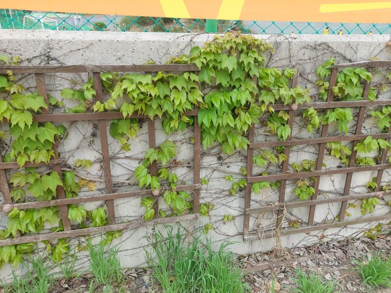 수국 은 나의희망님의 장터 판매 상품 [미국담쟁이 ] 첨부 사진