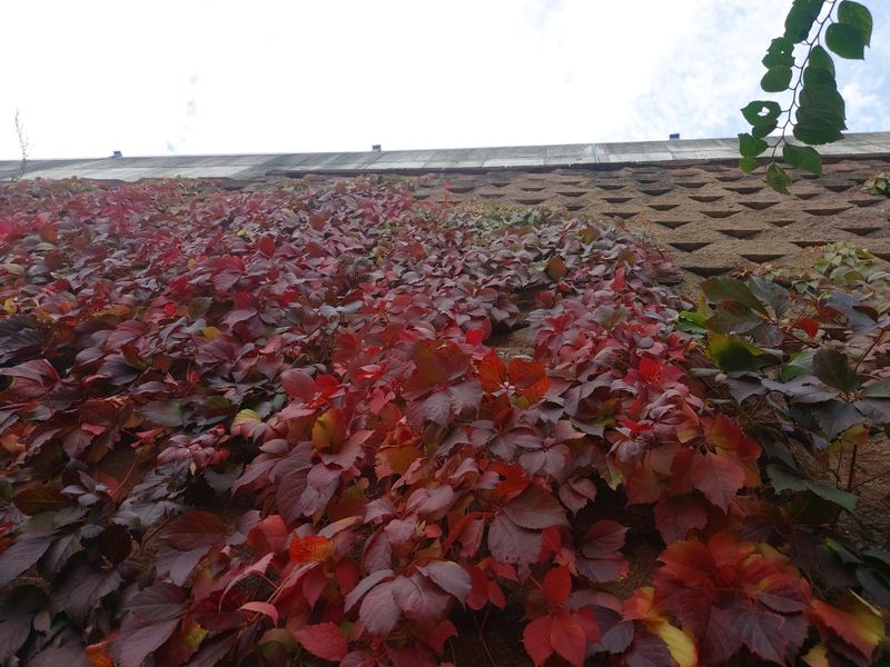 수국 은 나의희망님의 장터 판매 상품 [미국담쟁이 ] 첨부 사진