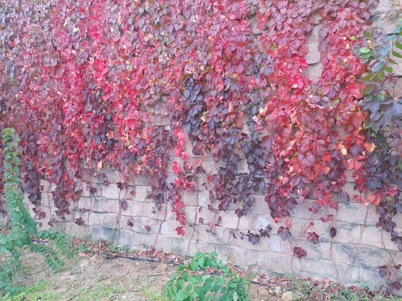 수국 은 나의희망님의 장터 판매 상품 [미국담쟁이 ] 첨부 사진