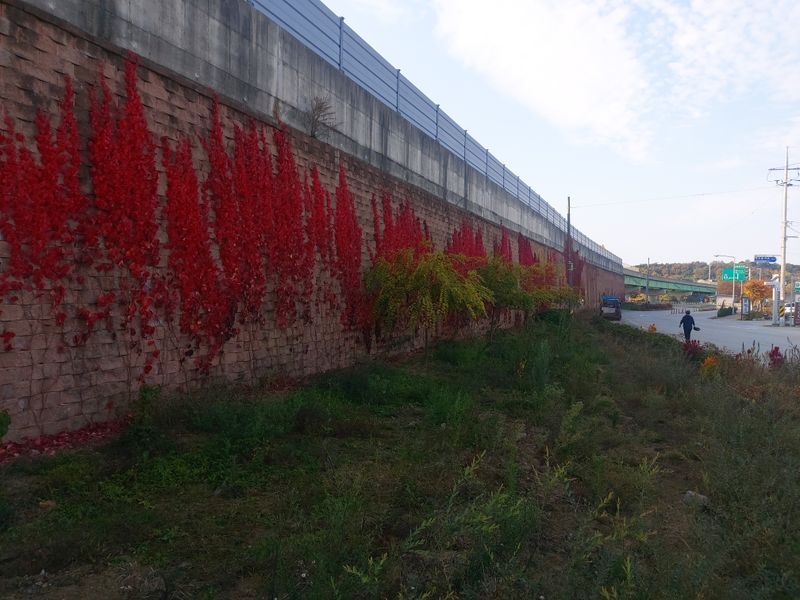 수국 은 나의희망님의 장터 판매 상품 [미국담쟁이 ] 첨부 사진