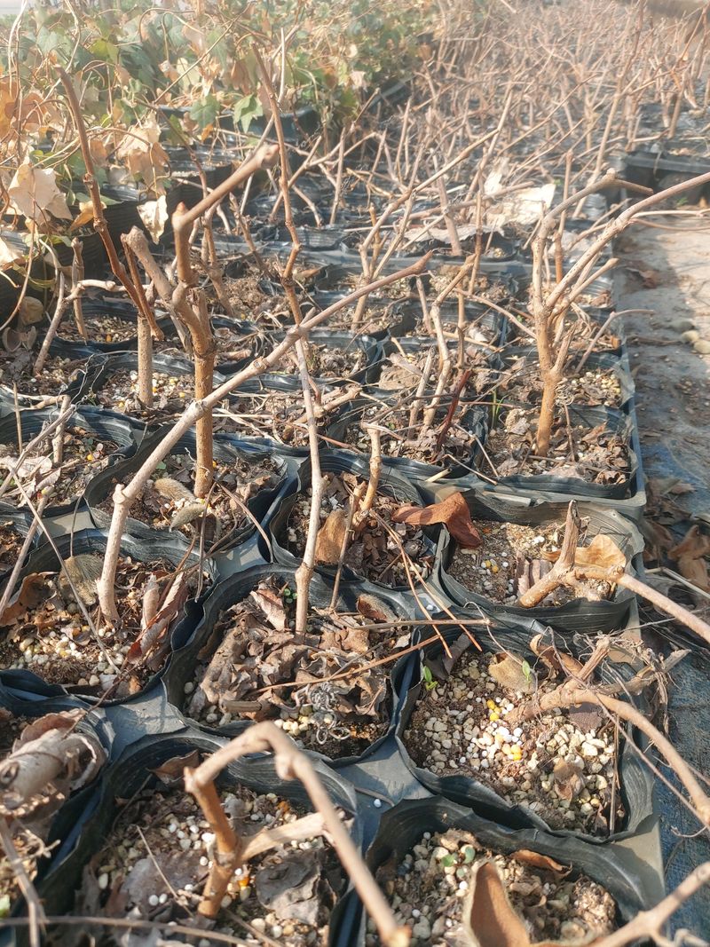 수국 은 나의희망님의 장터 판매 상품 [미국담쟁이 ] 첨부 사진
